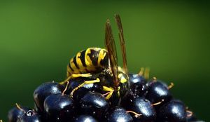 BILJEŽNICA ROBIJA K.: Lov na Todorića