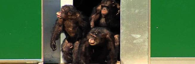 KRAJ JEDNE MONSTRUOZNE PRIČE: Laboratorijske čimpanze prvi put na slobodi! Pogledajte njihovu radost!