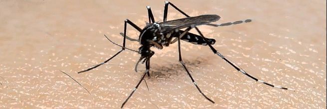 KRVOPIJE U POPLAVLJENIM PODRUČJIMA: Pogledajte fotografije pa recite biste li vi mogli živjeti uz ovoliko komaraca!
