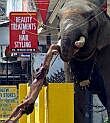 Slon ubija