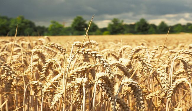PRAVOCRTNI UDES HRVATSKOG AGRARA: Ivica Todorić - neupitni simbol propasti poljoprivrede