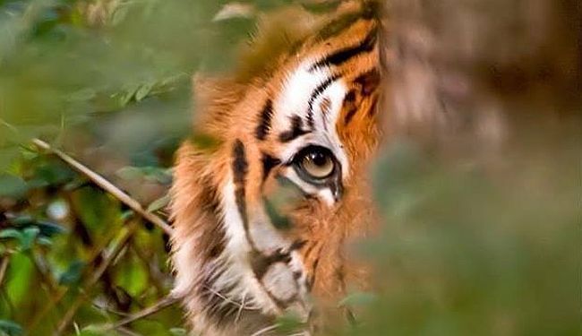 PROSVJED ZA AVNI: Kako je bengalska tigrica postala simbol uništenja prirode za kratkoročnu novčanu korist ljudi