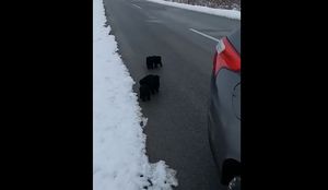 VIDEO: Dok jedni pomažu životinjama, drugi ih ostavljaju da umru