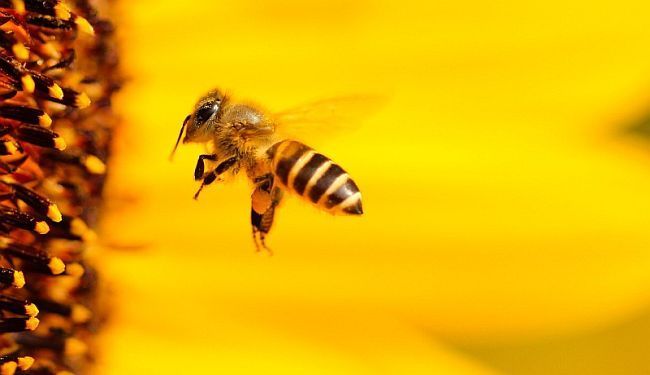 NE TREBA STRAHOVATI: Nema nikakvih dokaza da 5G ubija pčele