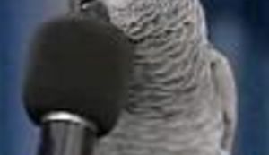 VIDEO: Uistinu pametan papagaj