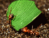 Mravlja kolonija