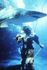 Kupanje s morskim psima