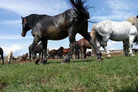 Livno - divlji konji