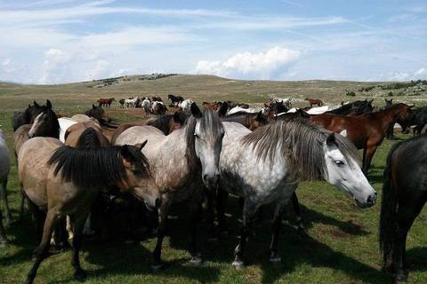 Livno - divlji konji